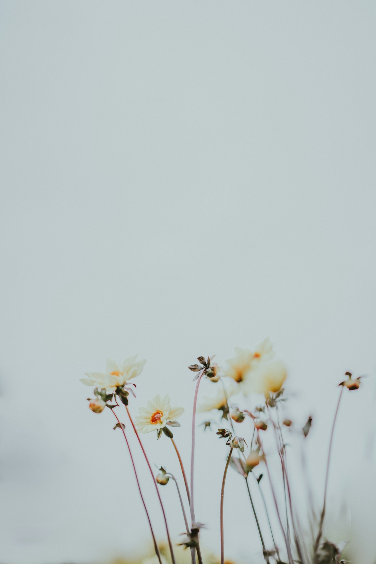 Read more about the article Top 5 Research Insights About Garden Flowers