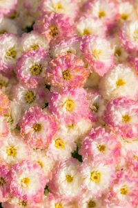 Read more about the article How to Create a Blooming Haven in Your Backyard