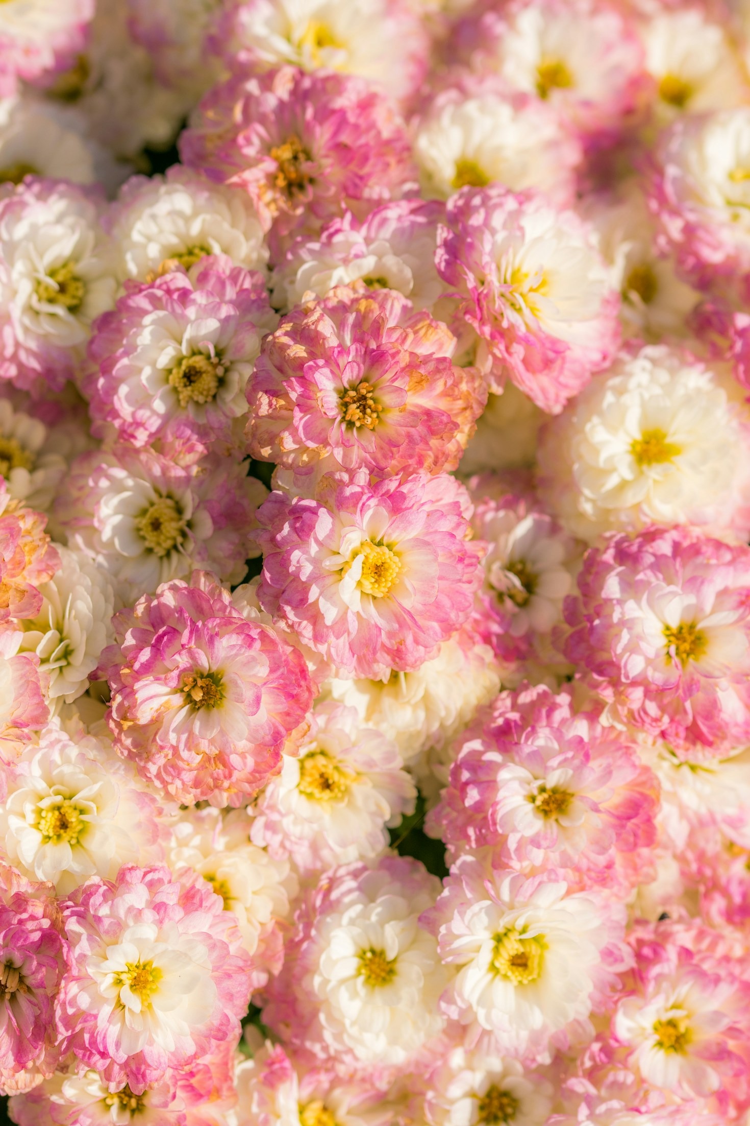 Read more about the article How to Create a Blooming Haven in Your Backyard