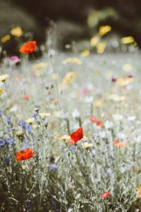 Read more about the article Exploring Rare and Exotic Blooms in Gardens
