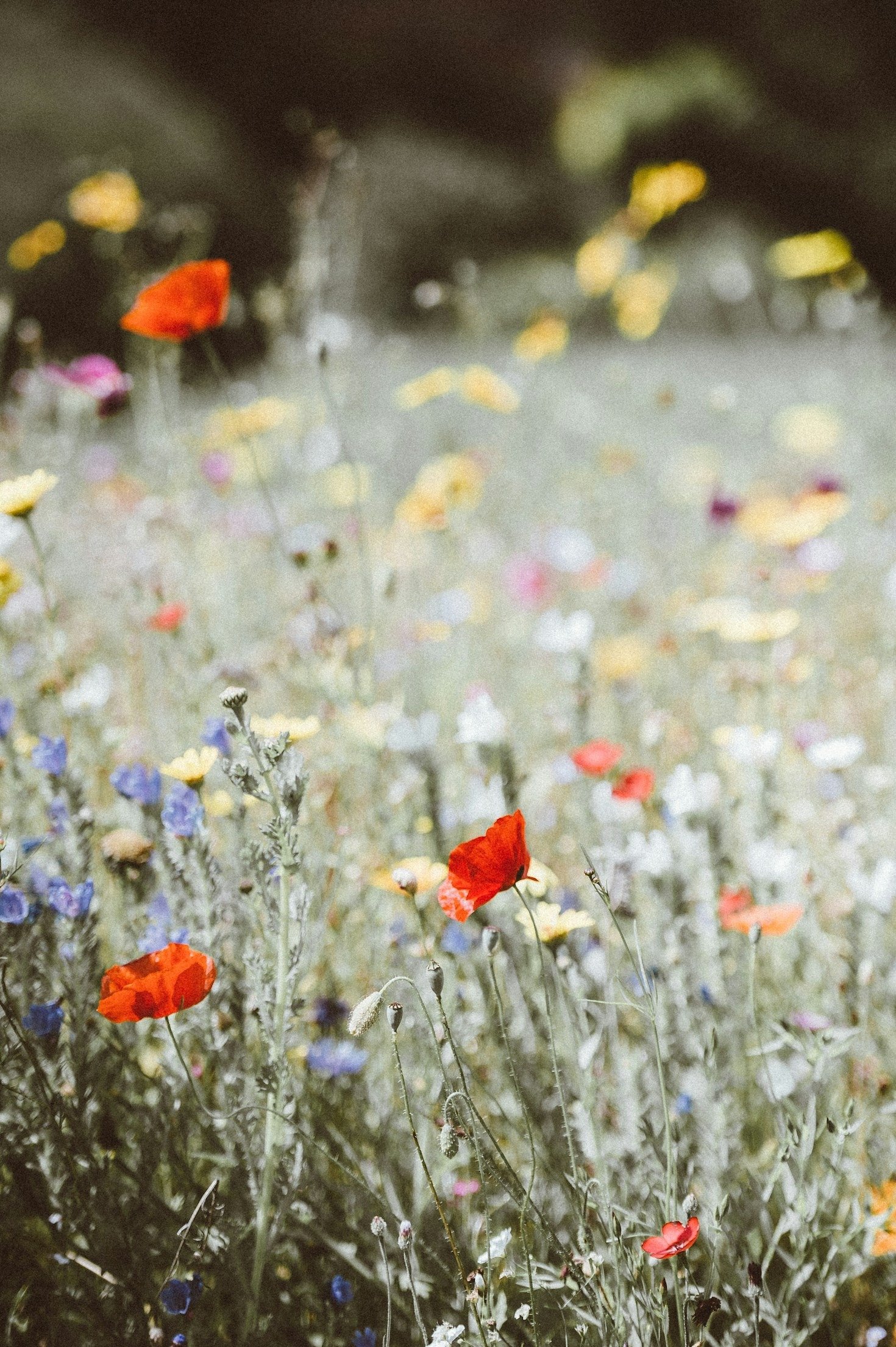 Read more about the article Exploring Rare and Exotic Blooms in Gardens
