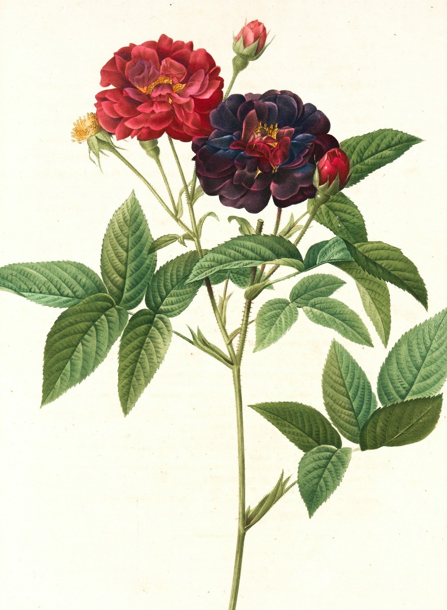 Read more about the article Understanding the Lifecycle of Your Favorite Plants