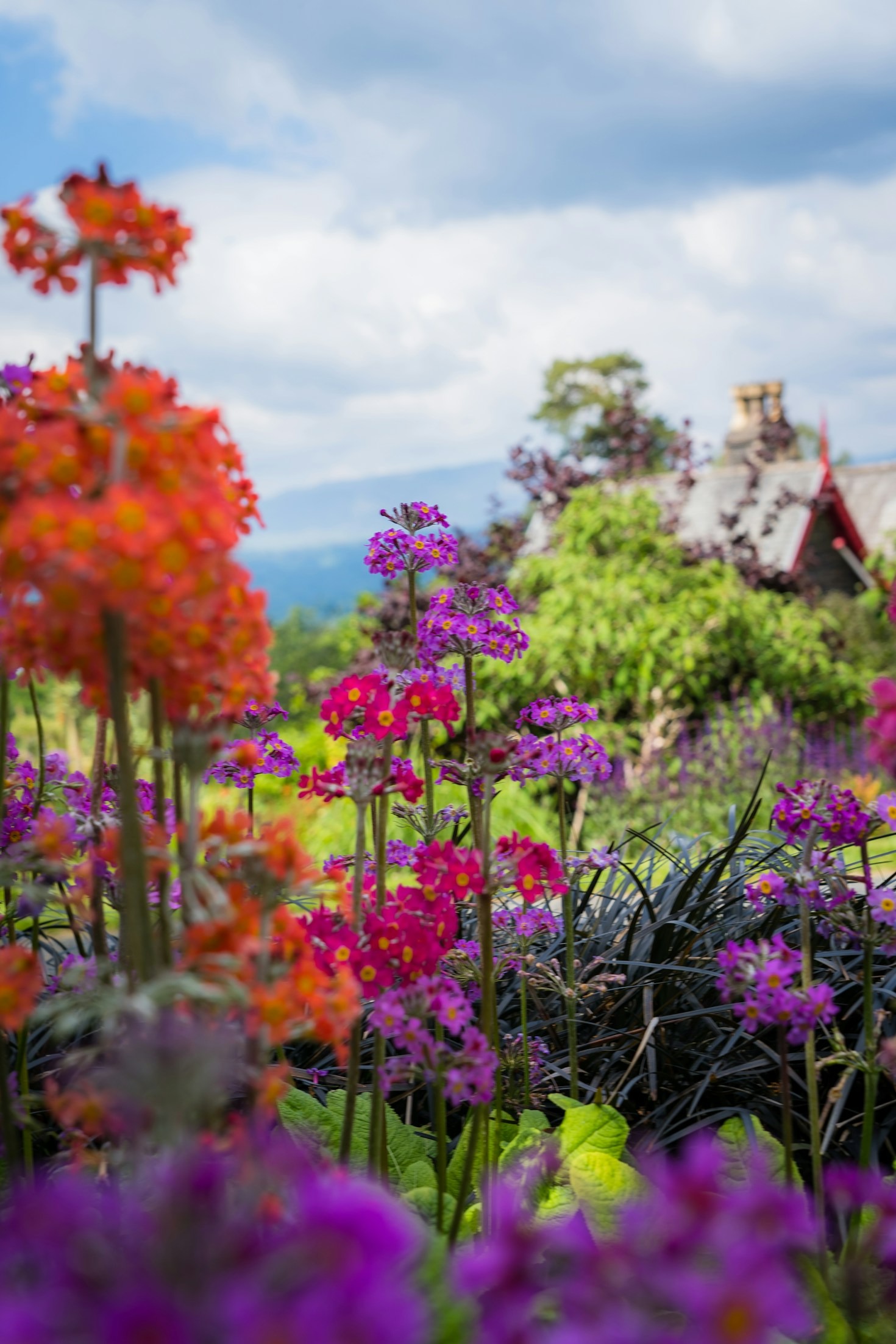 The Connection Between Flowers and Mental Wellbeing